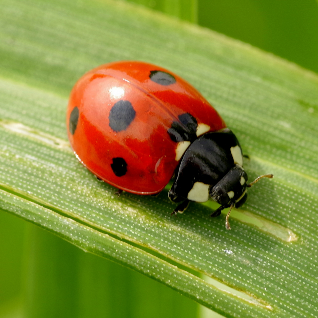 The Lucky Ladybug and Italian Superstition